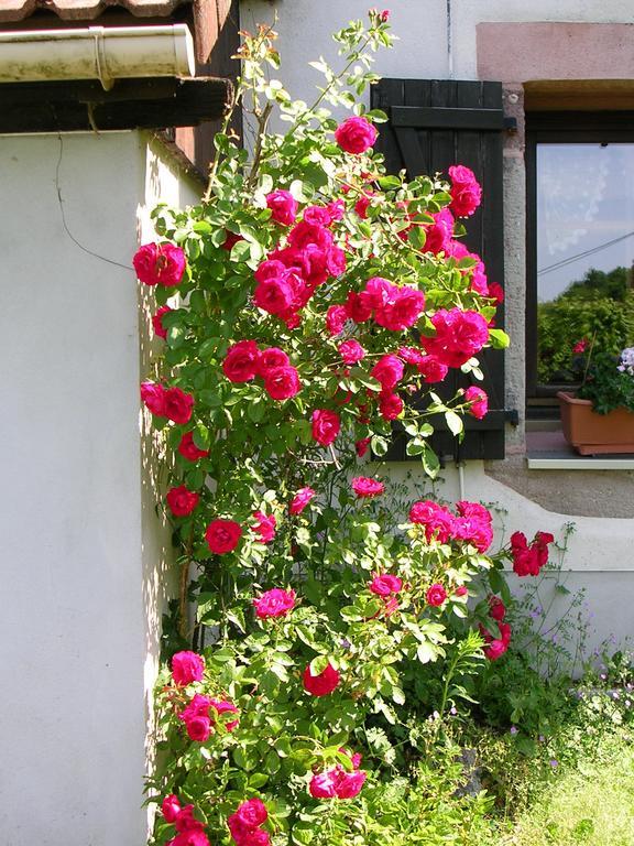 Ferme Auberge A La Colline Ferdrupt Exterior foto